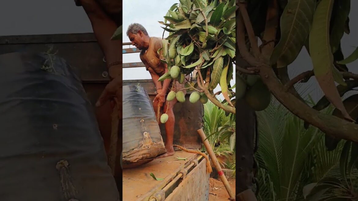 Biggest Plant Order Ever 😱🌱 Bulk Plants Delivery | Nursery Business Growth Biggest Plant Order Ever 😱🌱 Bulk Plants Delivery | Nursery Business Growth