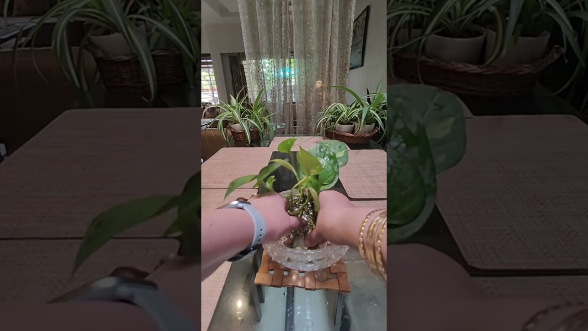 Indoor Plants Grow and Decor in Water Jar #plants #gardening #houseplants #homedecor #indoorplants Indoor Plants Grow and Decor in Water Jar #plants #gardening #houseplants #homedecor #indoorplants