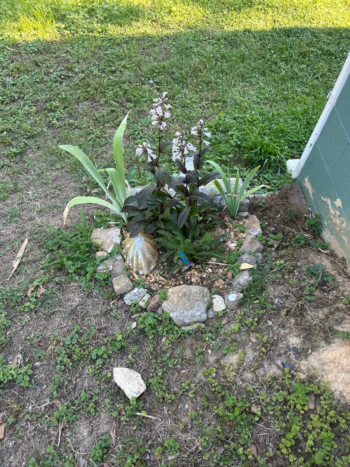 New native gardener