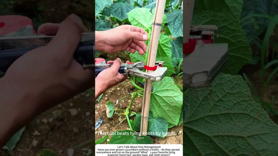 Fast Cucumber Trellising – Using a Binding Tool to Secure Vines 🥒 Fast Cucumber Trellising – Using a Binding Tool to Secure Vines 🥒