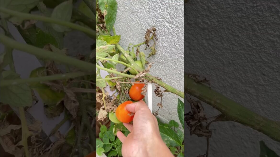 BackYard Vegetable Gardening | Life and Living with Mamon