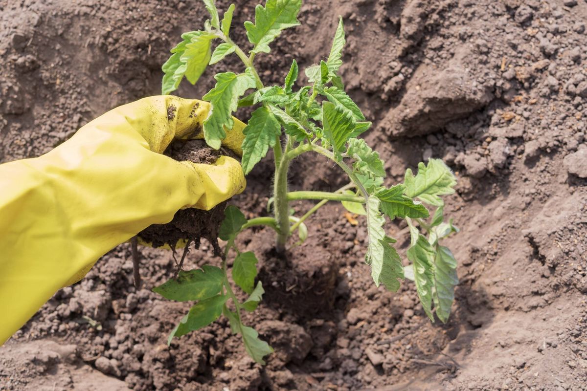 Gardener planting tomato seedling by hand into fertile greenhouse soil during spring farming season