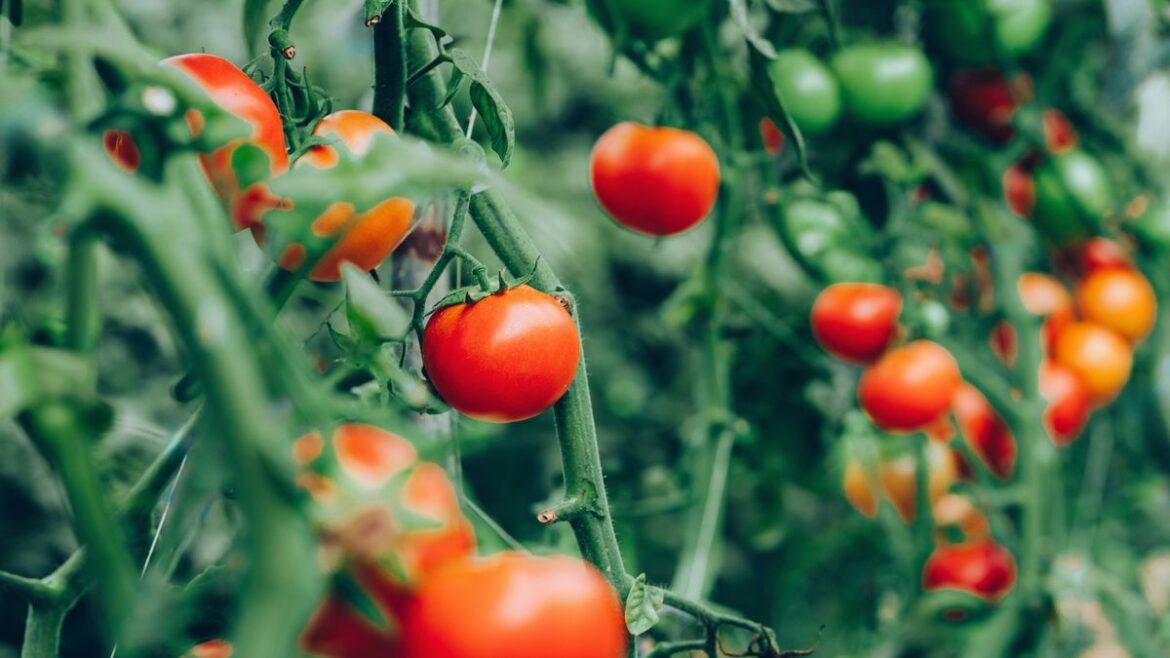 Tomatoes will grow better if you do 1 job Monty Don recommends now Liverpool Echo
