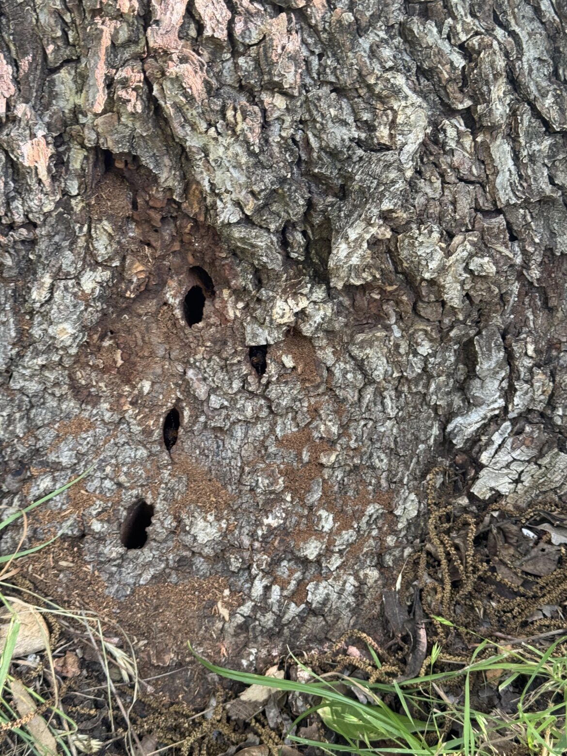 Pecan tree insect damage
