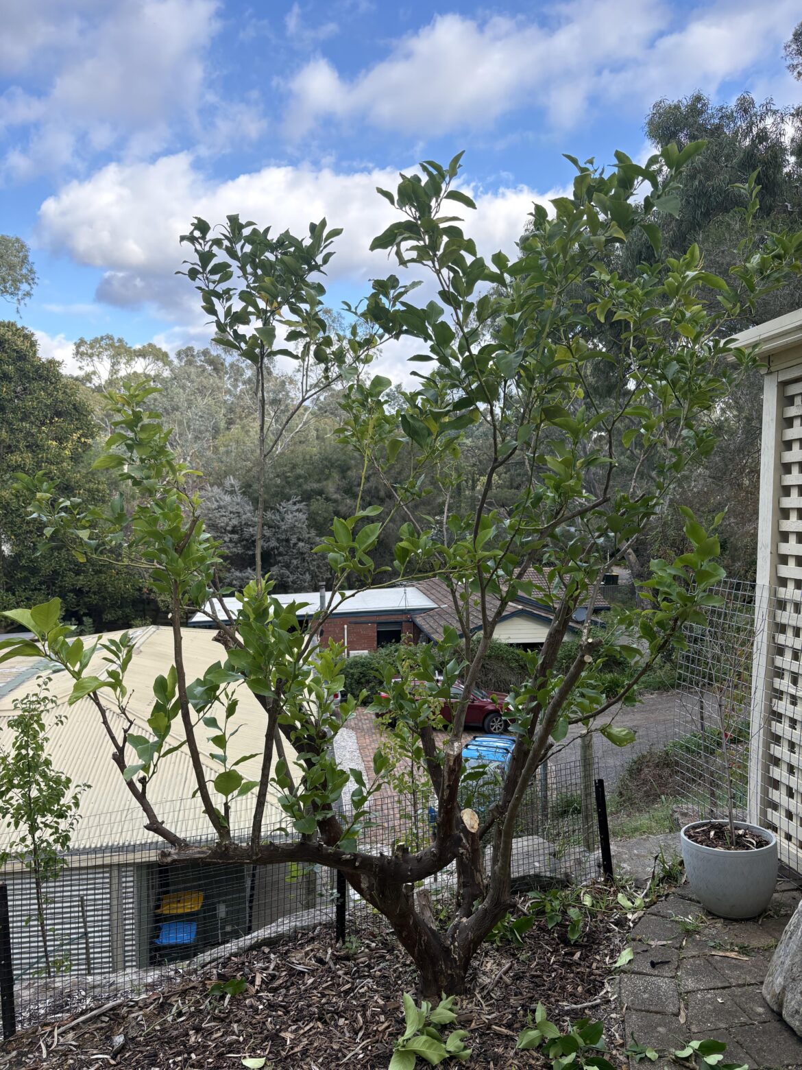 SA - how to prune lemon tree?
