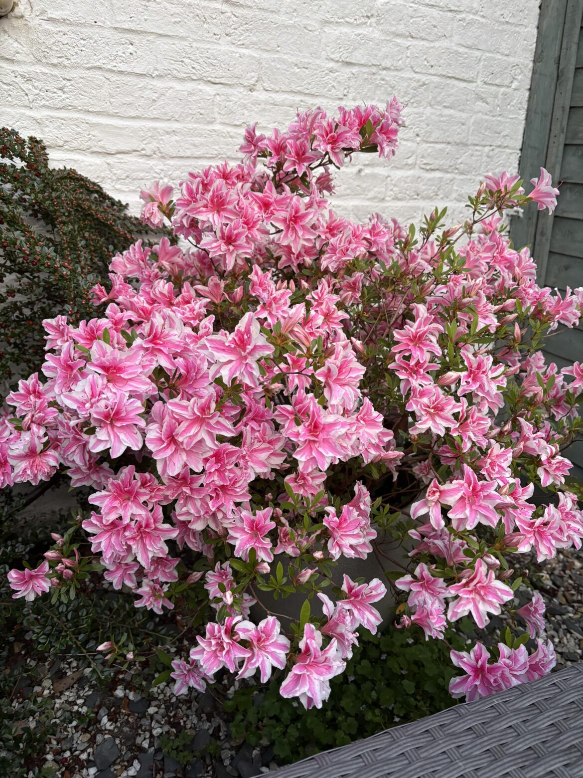 Gorgeous Azalea