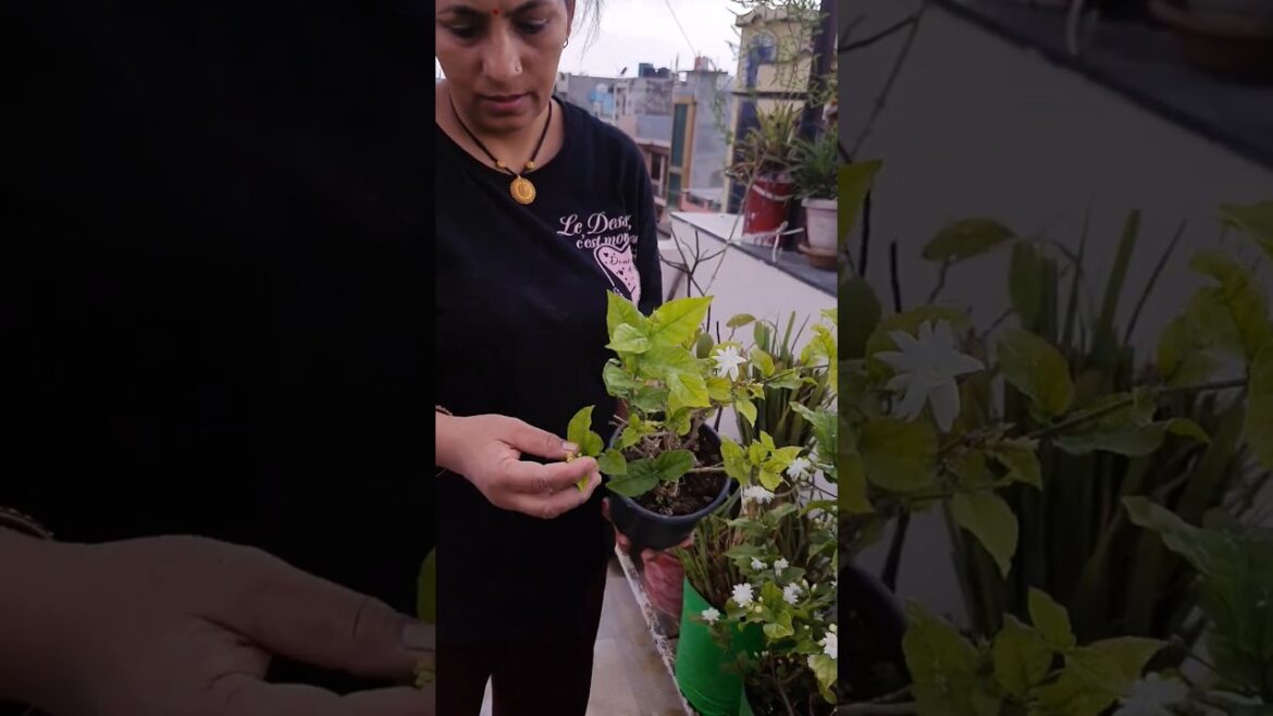 No Flowers on Mogra? Try This One Hack!🌼