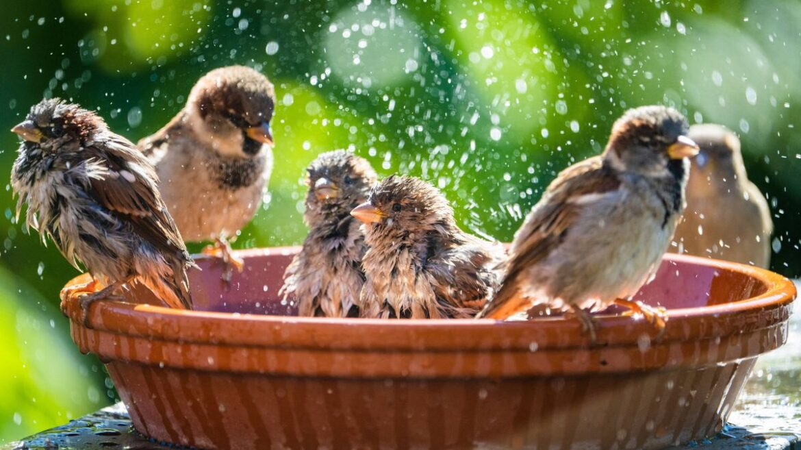 Gardens will be full of pretty birds if you add 1 simple item to birdbaths before summer Devon Live