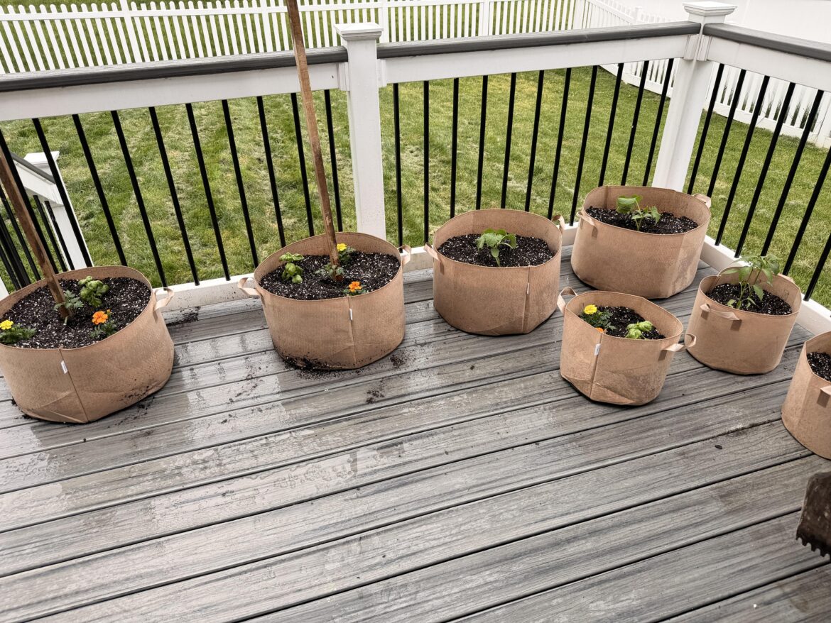 My first garden ever is official underway! My first garden ever is official underway!