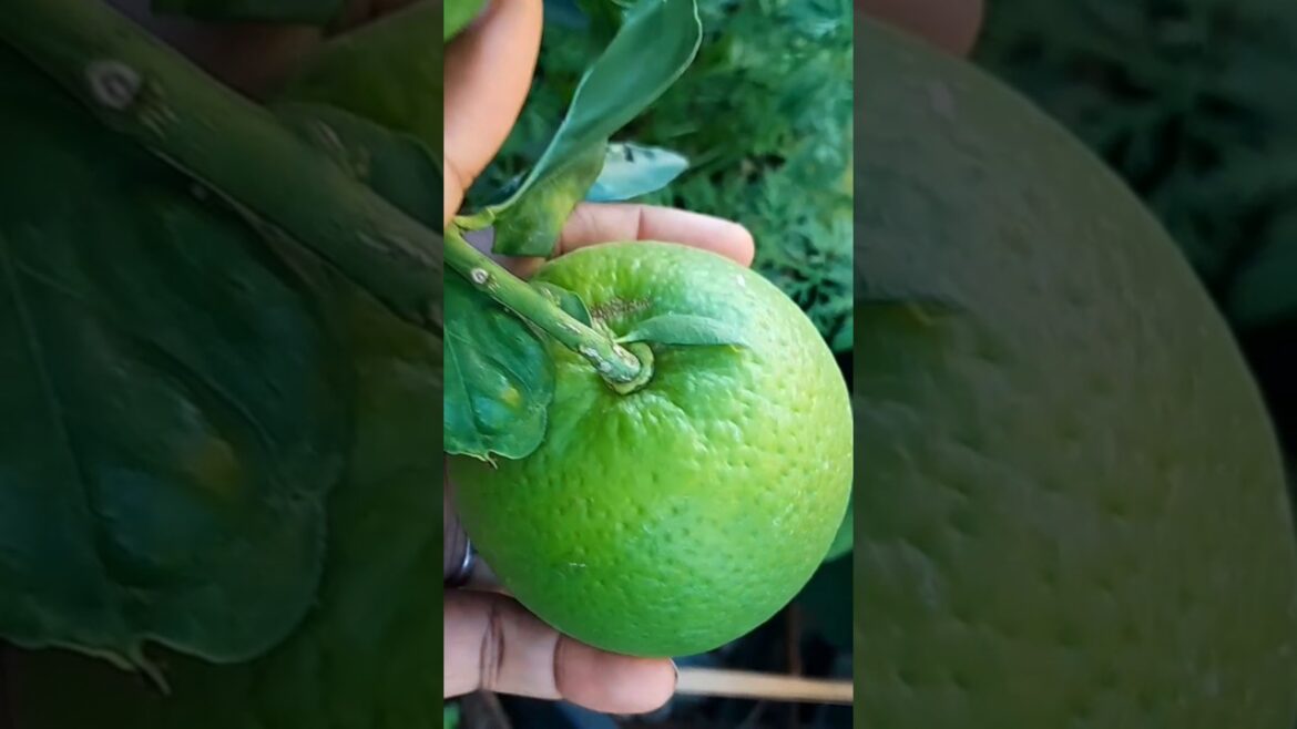 My First Orange From My Container Garden #shorts #food #viralvideo #youtube #youtubevideo