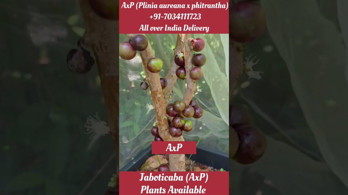 #axp #plinia aureana #phitrantha #प्लिनिया ऑरियाना #फिट्रांथा #जाबोटिकाबा #viral #fyp #shortvideo #axp #plinia aureana #phitrantha #प्लिनिया ऑरियाना #फिट्रांथा #जाबोटिकाबा #viral #fyp #shortvideo