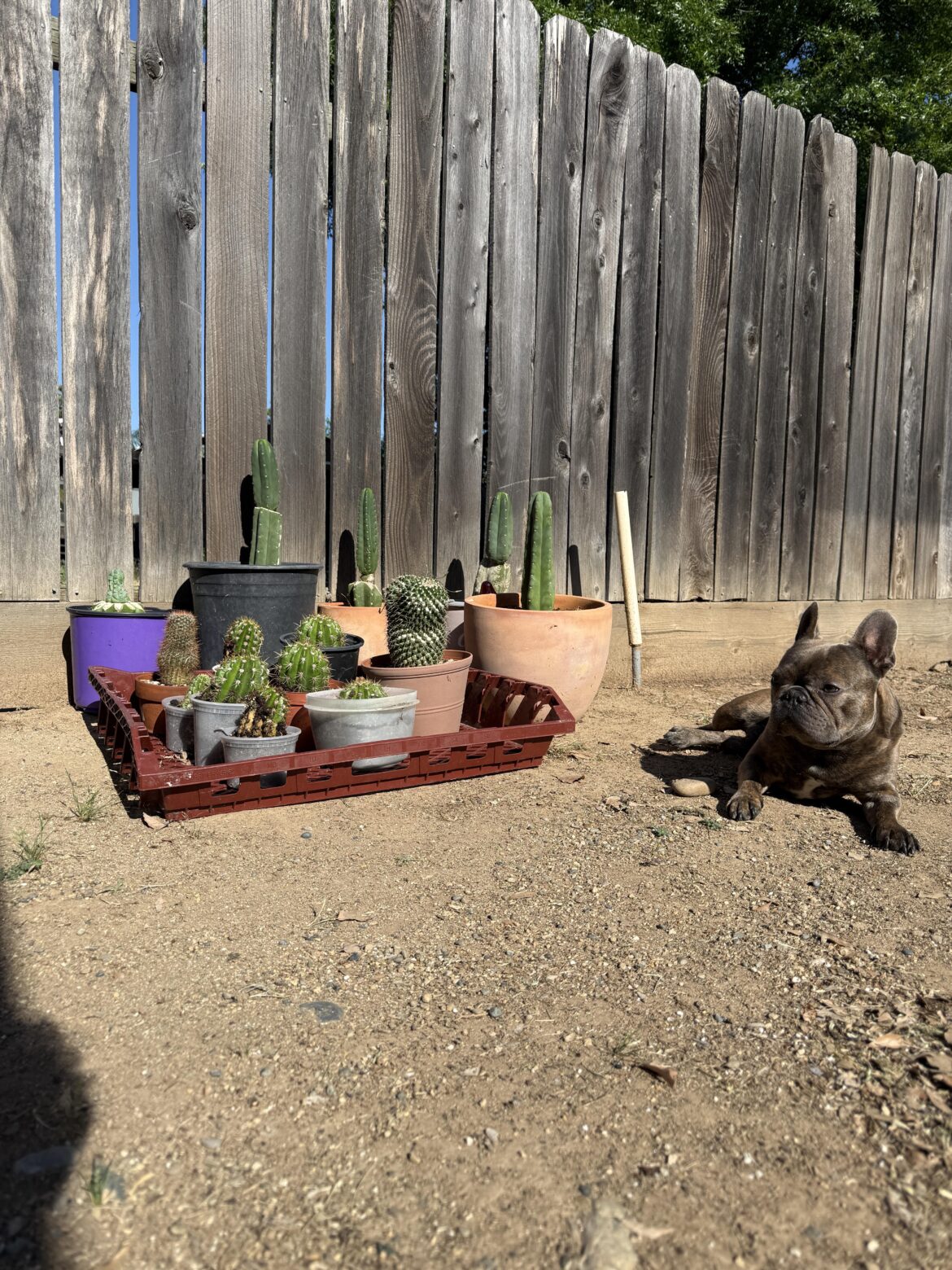 Cactussin w/ Toby