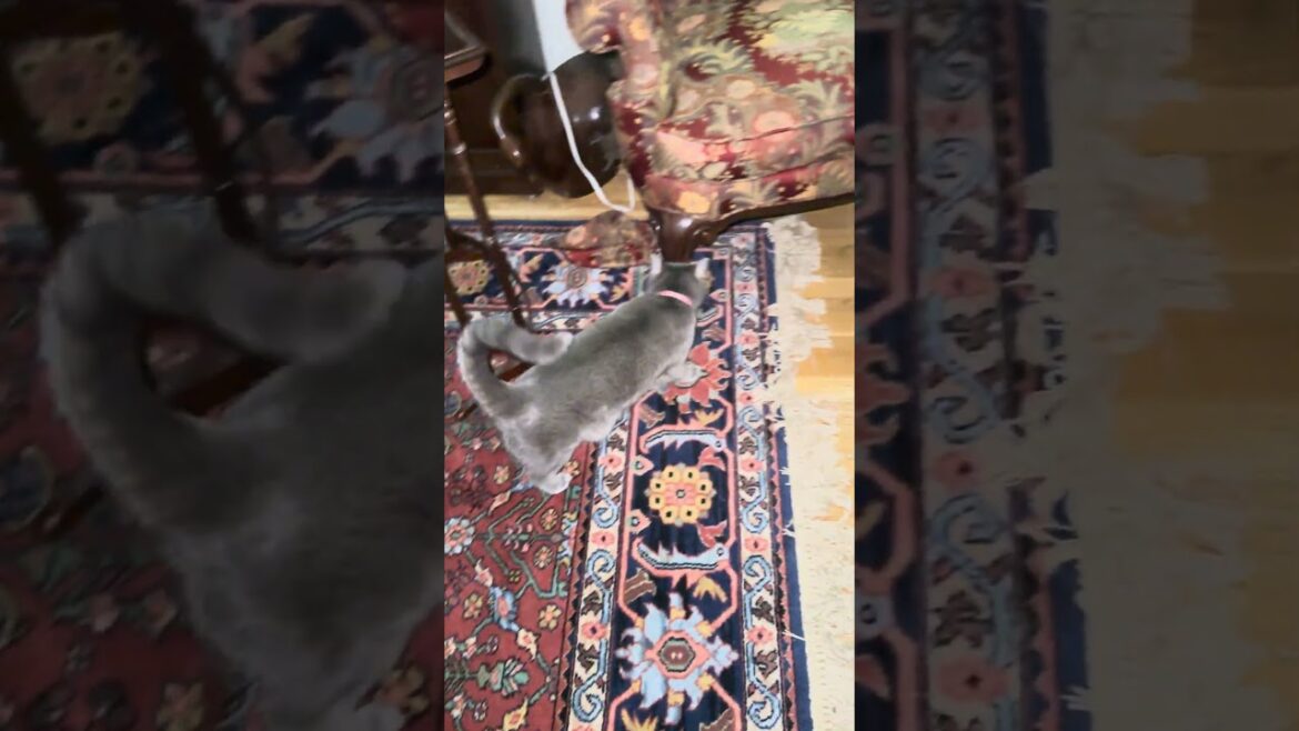 Kitty running WILD!ðŊðĪŠðââŽð#cute #fun #funny #fyp #foryou #food #love #happy #playing #pets #wild Kitty running WILD!ðŊðĪŠðââŽð#cute #fun #funny #fyp #foryou #food #love #happy #playing #pets #wild