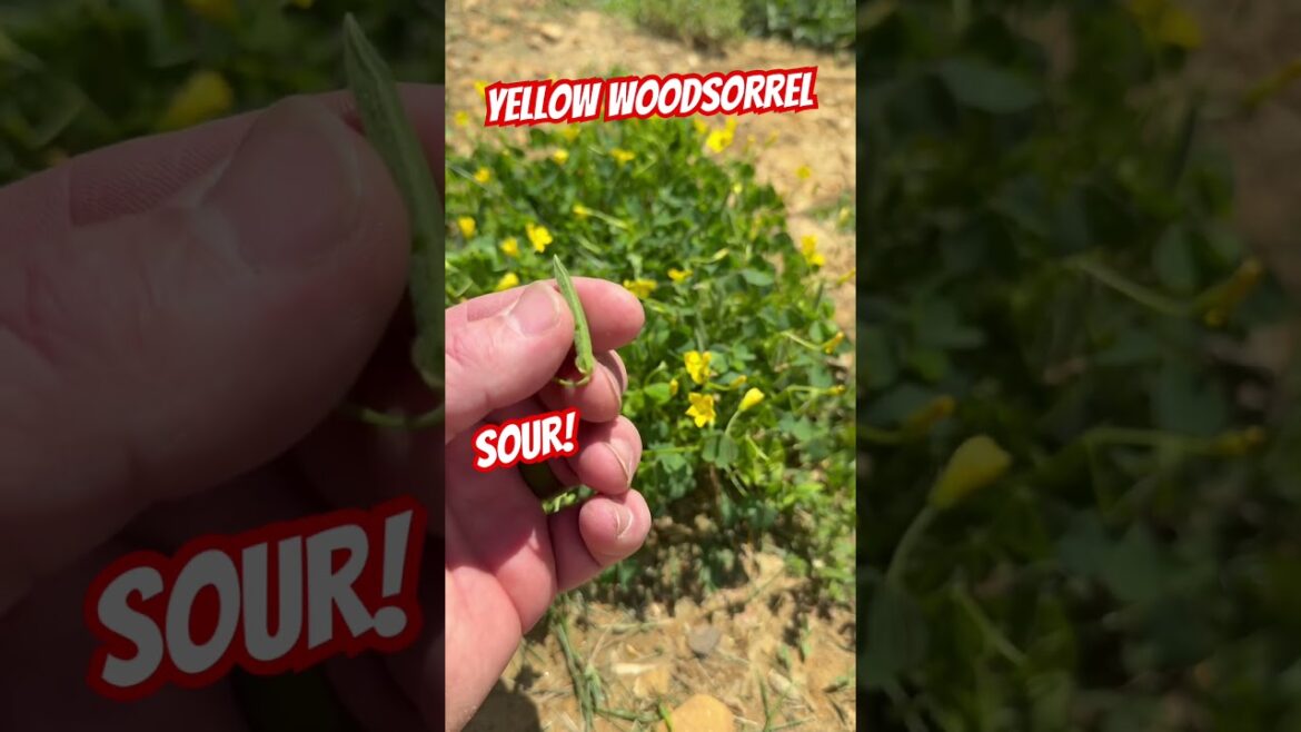 Yellow Woodsorrel an Edible wildflower. A bit sour though. #food #forage #wildflowers  #shorts