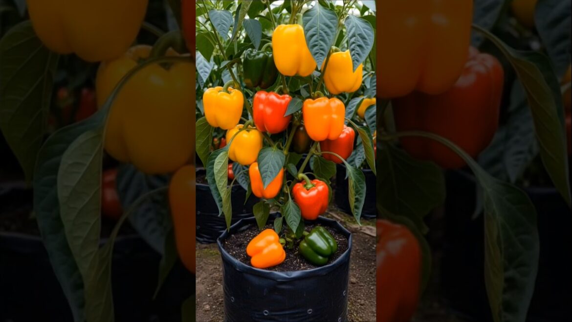 Grow Colorful Bell Peppers at Home ๐ถ๏ธ๐ฑ | Easy Container Gardening Hack! #shorts Grow Colorful Bell Peppers at Home ๐ถ๏ธ๐ฑ | Easy Container Gardening Hack! #shorts