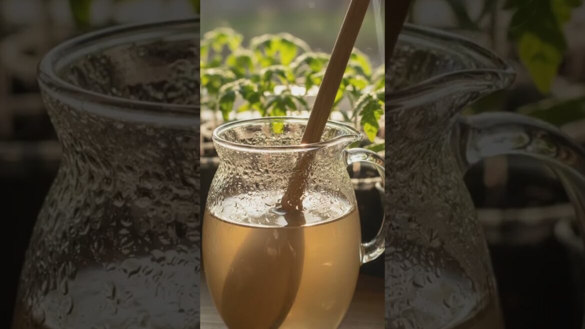 Weak Seedlings? Here is the SOLUTION! | Gardener's Tips #gardenhacks #garden #садоводничество