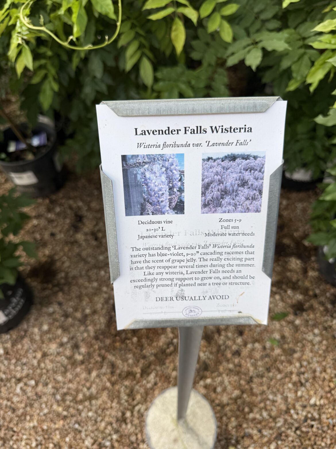 Are Japanese Wisteria Invasive?