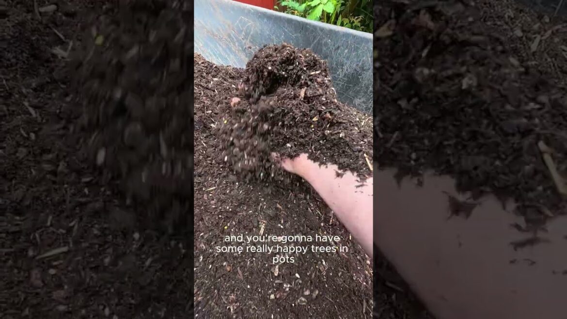 What Soil Do You Use For Japanese Maples? #tree #diy #garden What Soil Do You Use For Japanese Maples? #tree #diy #garden
