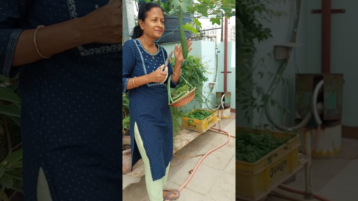 कैसी लगी ये  छोटी सी हार्वेस्टिंग#gardening #terracegardning #garden #vegetables #vegetablegardening