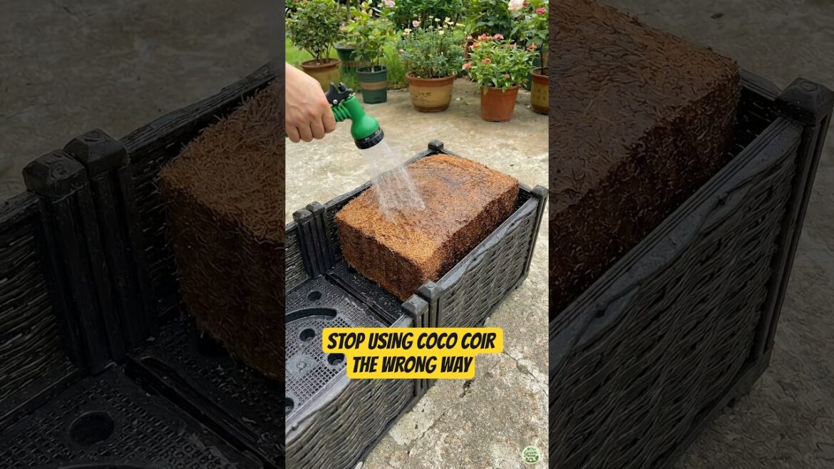 Stop Using Coco Coir the Wrong Way #shorts Stop Using Coco Coir the Wrong Way #shorts