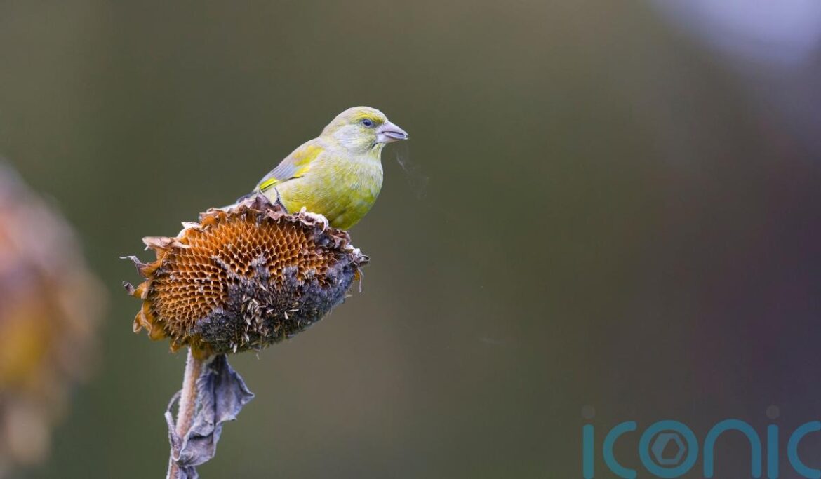 How gardeners can help greenfinch numbers How gardeners can help greenfinch numbers