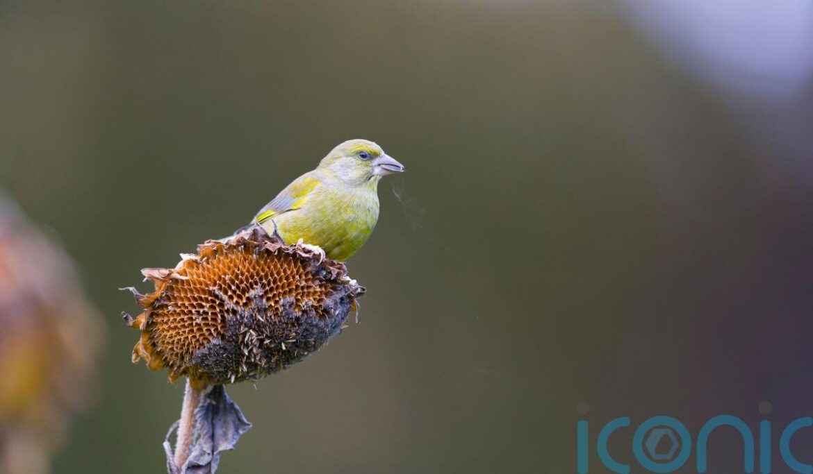How gardeners can help greenfinch numbers How gardeners can help greenfinch numbers