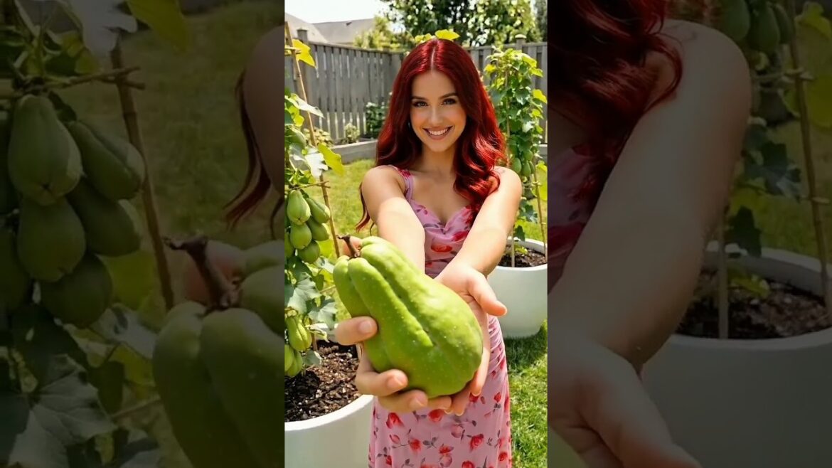 Grow Chayote Easily at Home | Amazing Garden Hack 🌱✨#diy Grow Chayote Easily at Home | Amazing Garden Hack 🌱✨#diy