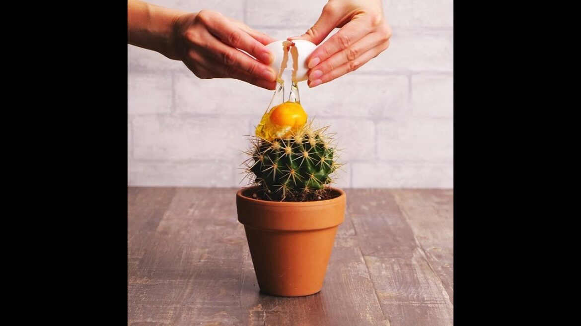 Plant care tips to keep your garden lush! 🌹 Plant care tips to keep your garden lush! 🌹