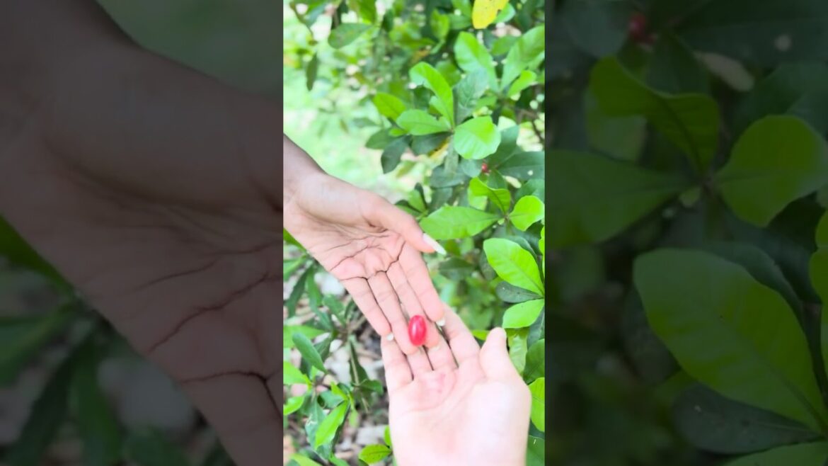 ഇങ്ങനെ പേരറിയാത്ത കുറെയെണ്ണം #shortsfeed#fruithunt#trending#harvesting#fruits#exotic#viravideo ഇങ്ങനെ പേരറിയാത്ത കുറെയെണ്ണം #shortsfeed#fruithunt#trending#harvesting#fruits#exotic#viravideo
