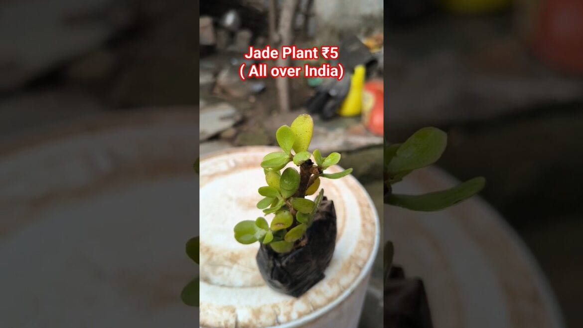 Jade Plant | Jade Plant #ytshorts | Luck Plant | #trendingshorts Jade Plant | Jade Plant #ytshorts | Luck Plant | #trendingshorts