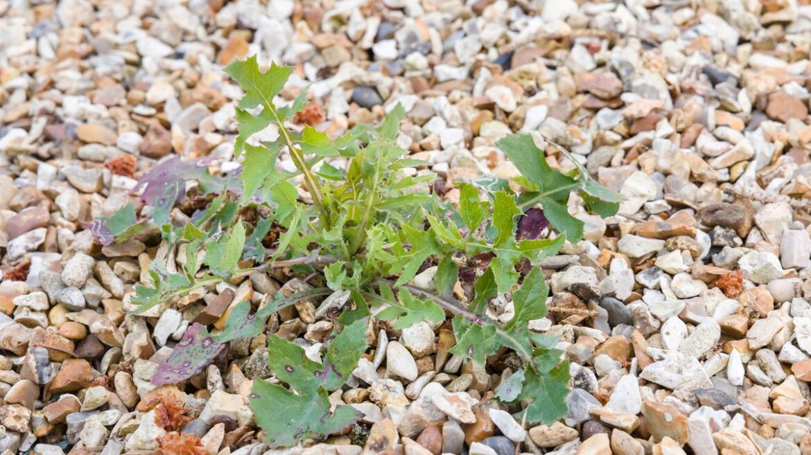 I asked experts how to stop weeds growing in gravel — they agreed on same method Daily Mirror