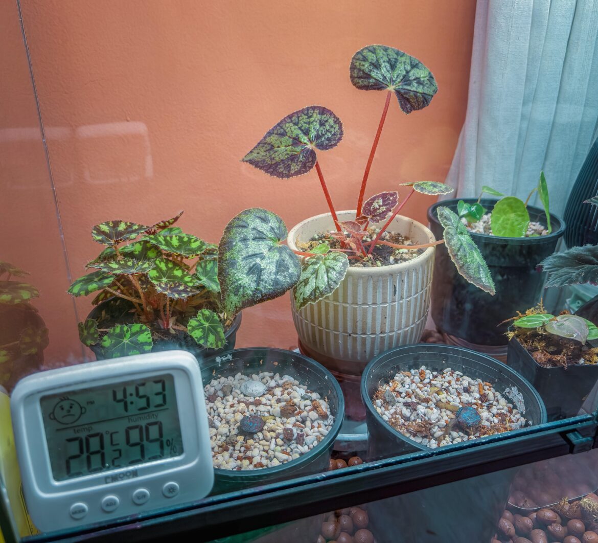 How to know when to water begonias in closed environment How to know when to water begonias in closed environment