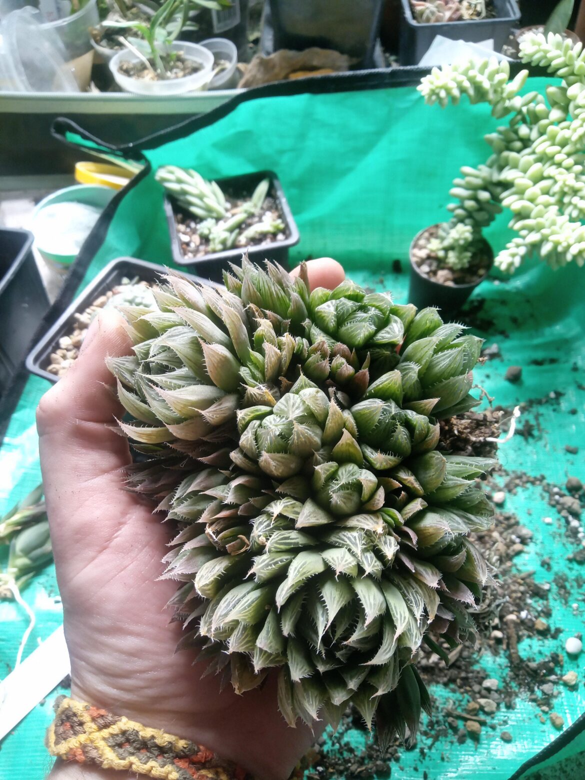 My little H. cooperi