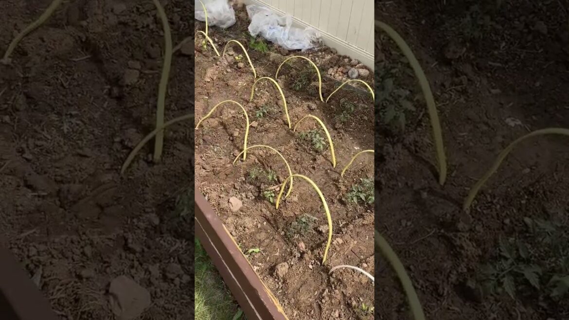 Electrician husband = garden supplies supplier ⚡️🌱