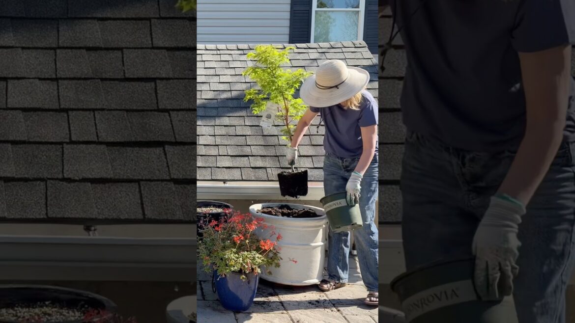Beginning to plant up the patio containers and adding a fun new Japanese maple! #containergardening