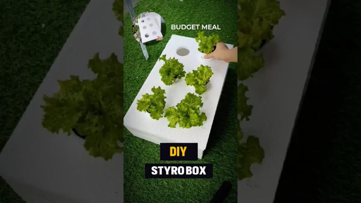 DIY Hydroponic Grow Box: Budget-Friendly Home Gardening!