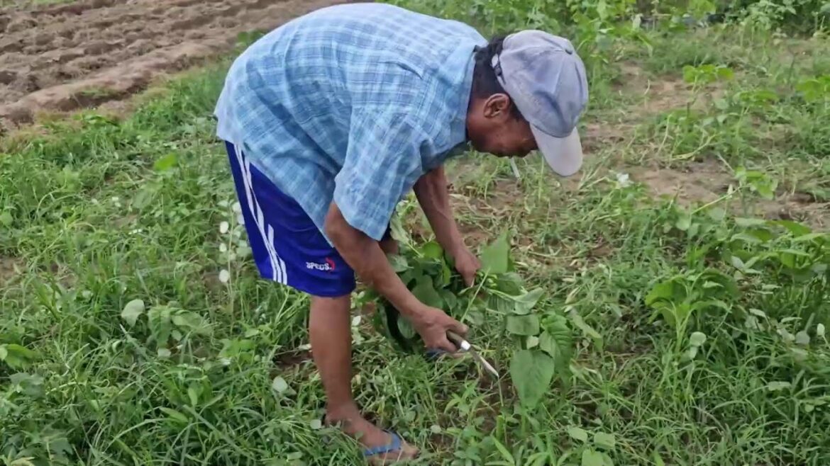 SATISFYING SPINACH HARVEST – STRAIGHT FROM THE ORGANIC GARDEN!-agriculture farming