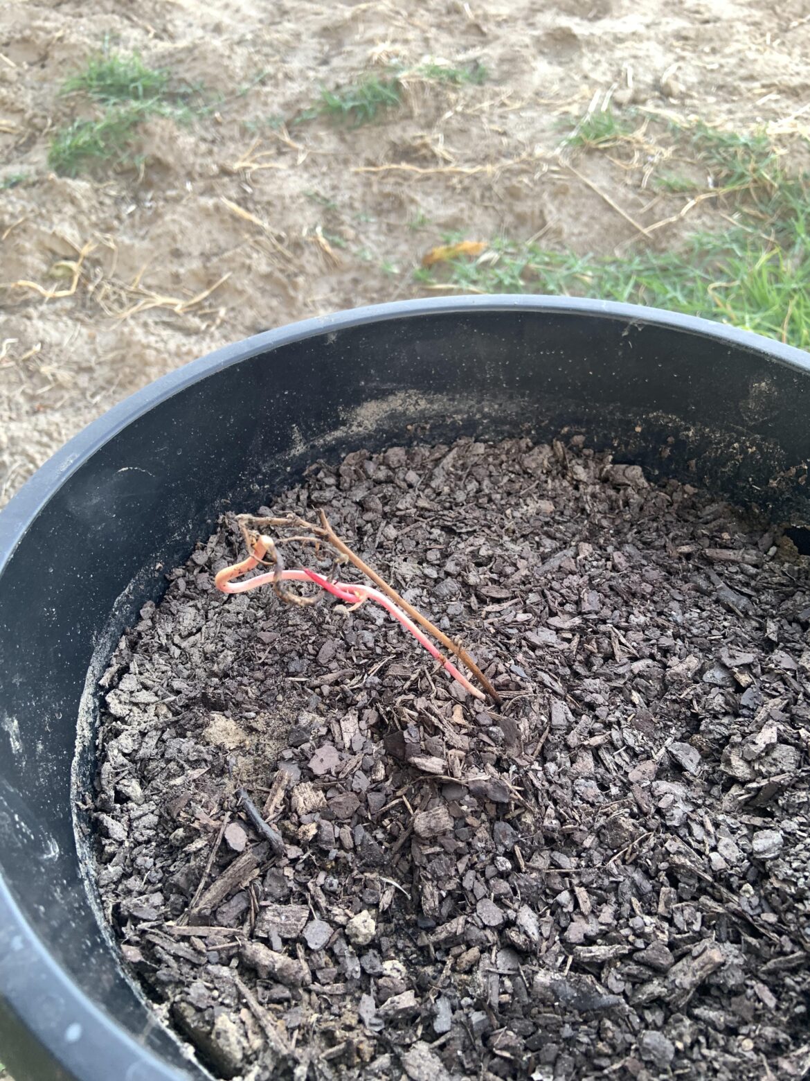 Dormant blackberry or blackberry root? Dormant blackberry or blackberry root?