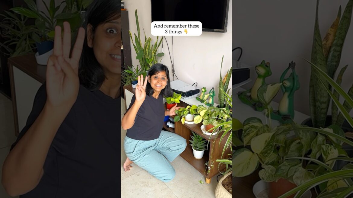 Making these 3 mistakes with indoor plants? 🪴 🫣 #plants #gardening #tips #shorts #youtubeshorts