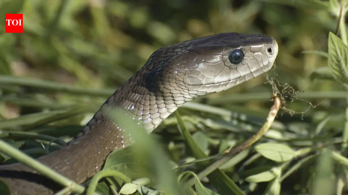 5 Most venomous snakes in Australia commonly found near homes and gardens 5 Most venomous snakes in Australia commonly found near homes and gardens