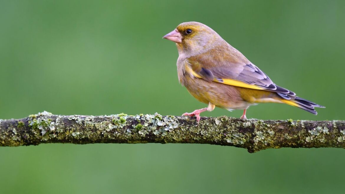 Birds will flock to your garden with easy change to plants that takes no time at all Wales Online