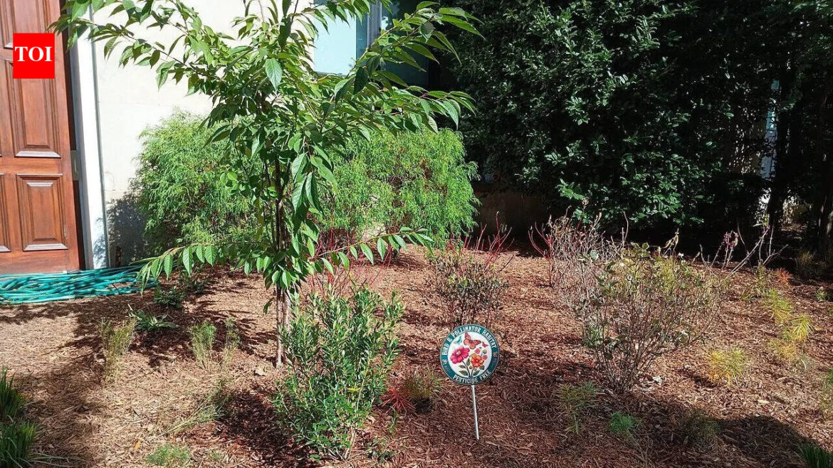 The ‘one of everything’ mistake that makes your pollinator garden look messy | The 'one of everything' mistake that makes your pollinator garden look messy |