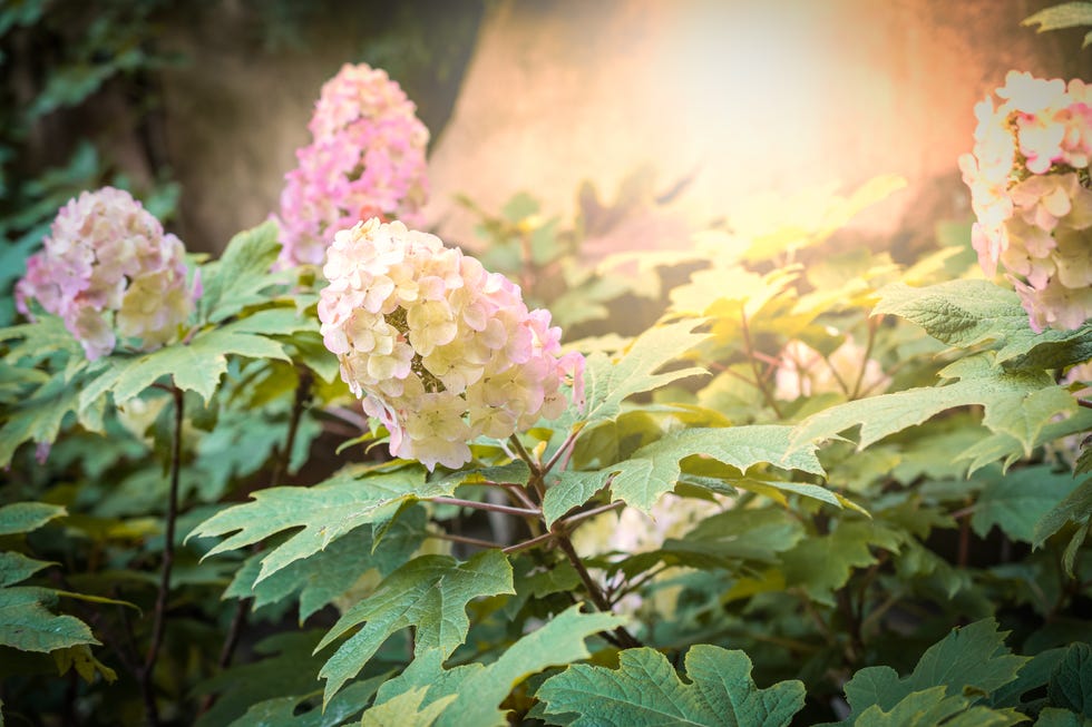 Hydrangea Quercifolia, Oakleaf Hydrangea.