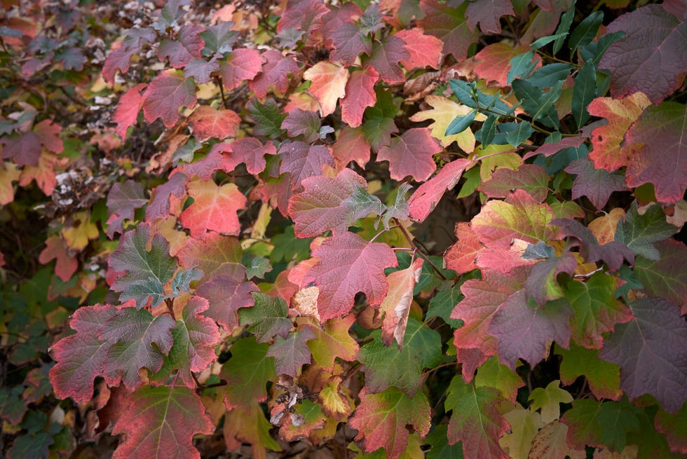 Hydrangea quercifolia