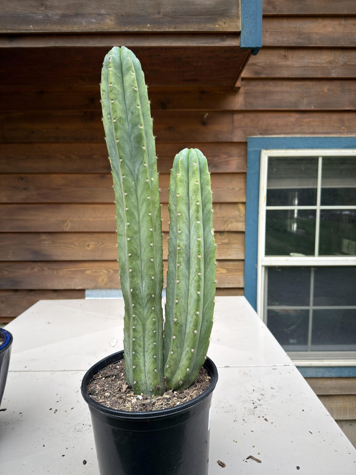 Just picked up my second San Pedro!