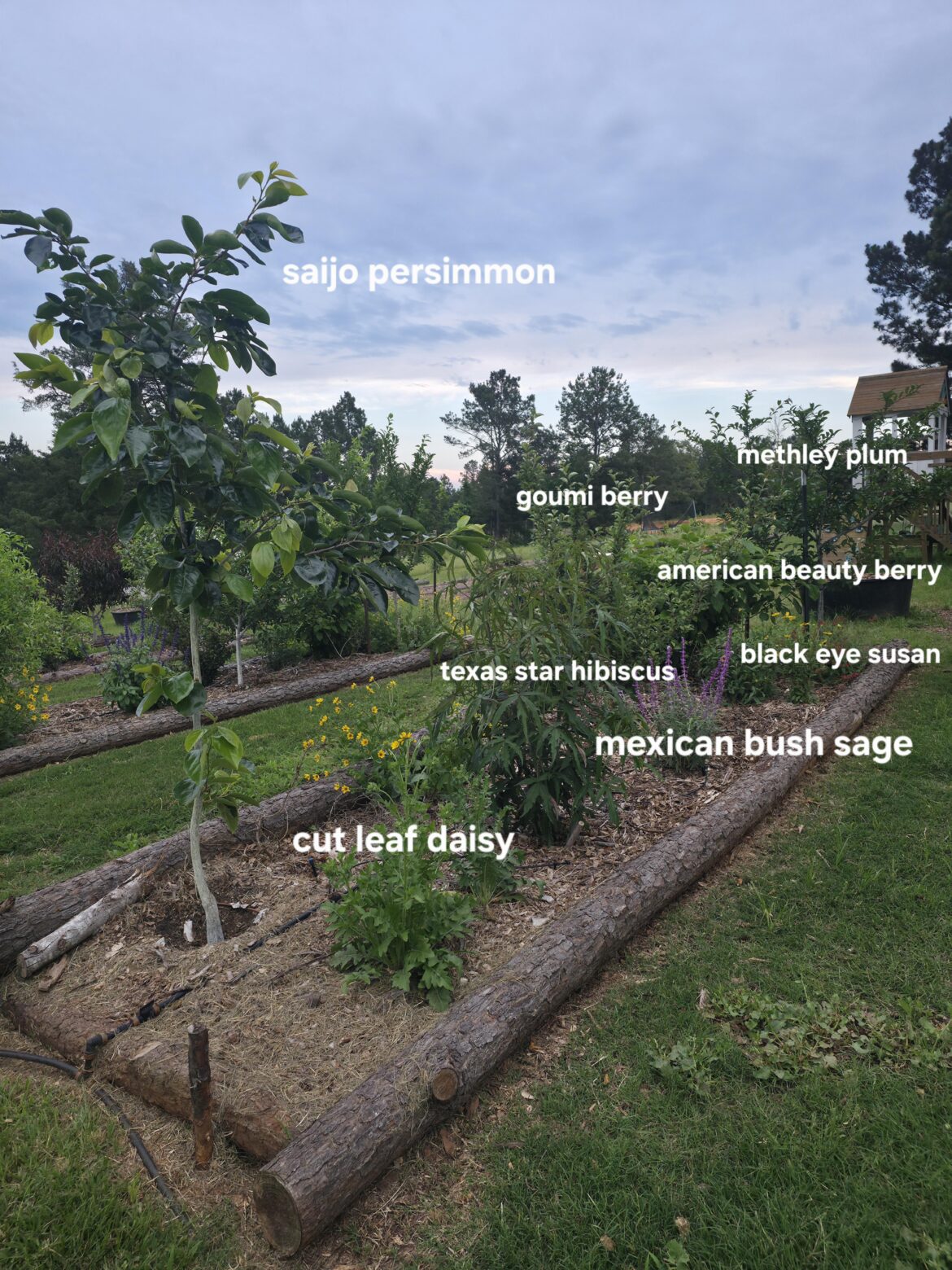 First it was just fruit trees, now I have more natives than I can count