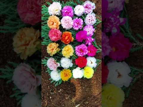 Pathumani collection 120 colors available for sale.Whatsapp 8248414402. Pathumani collection 120 colors available for sale.Whatsapp 8248414402.