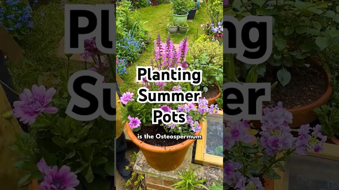 Planting my summer pots up! 🌼 Planting my summer pots up! 🌼