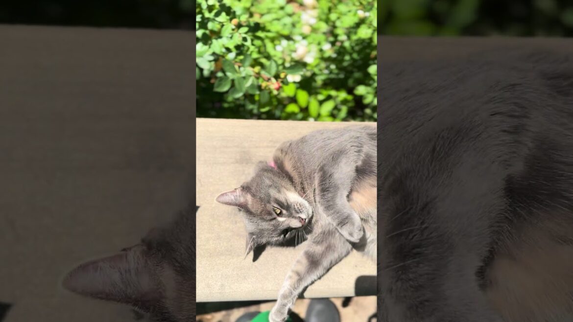 Kitty rolling in pollen😳🤧🪻🌸🌞 #cute #love #happy #fyp #foryou #funny #flowers #fun #pets #nature Kitty rolling in pollen😳🤧🪻🌸🌞 #cute #love #happy #fyp #foryou #funny #flowers #fun #pets #nature