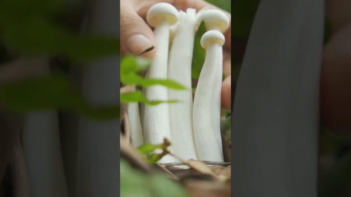Satisfying White Shimeji Mushrooms Harvest | Nature Therapy & Slow Living@OrientalGardenLife#shorts Satisfying White Shimeji Mushrooms Harvest | Nature Therapy & Slow Living@OrientalGardenLife#shorts